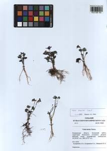 Viola multifida Willd. ex Roem. & Schult., Siberia, Altai & Sayany Mountains (S2) (Russia)