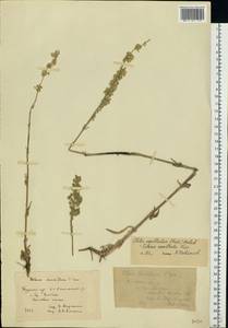 Silene densiflora d'Urv., Eastern Europe, Central forest-and-steppe region (E6) (Russia)