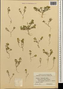 Meniocus linifolius (Stephan ex Willd.) DC., Caucasus, Armenia (K5) (Armenia)