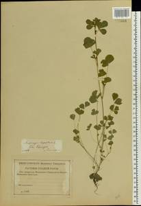 Medicago lupulina L., Eastern Europe, Central region (E4) (Russia)