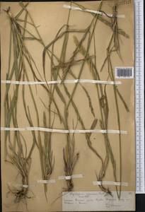 Elymus dentatus (Hook.f.) Tzvelev, Middle Asia, Northern & Central Tian Shan (M4) (Kazakhstan)