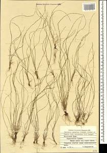 Festuca incurva (Gouan) Gutermann, Crimea (KRYM) (Russia)