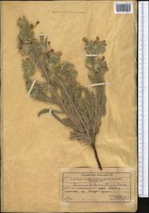 Onosma dichroantha Boiss., Middle Asia, Western Tian Shan & Karatau (M3) (Kazakhstan)