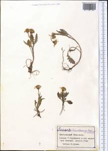 Senecio thianschanicus Regel & Schmalh., Middle Asia, Northern & Central Tian Shan (M4) (Kyrgyzstan)