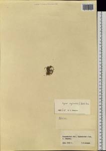 Sagina saginoides (L.) Karst., Siberia, Russian Far East (S6) (Russia)