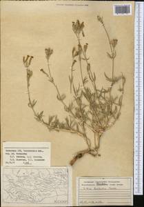 Silene brahuica Boiss., Middle Asia, Syr-Darian deserts & Kyzylkum (M7) (Kazakhstan)