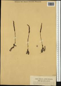 Spiranthes spiralis (L.) Chevall., Western Europe (EUR) (Austria)