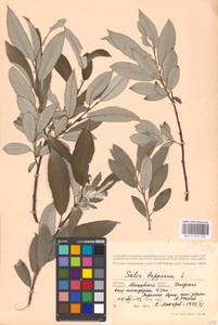 Salix lapponum L., Eastern Europe, Moscow region (E4a) (Russia)