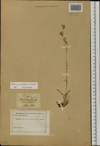 Silene jeniseensis Willd., Siberia, Altai & Sayany Mountains (S2) (Russia)