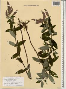Mentha longifolia (L.) Huds., Caucasus, North Ossetia, Ingushetia & Chechnya (K1c) (Russia)