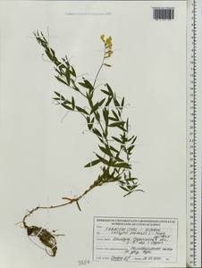 Lathyrus pratensis L., Eastern Europe, Belarus (E3a) (Belarus)