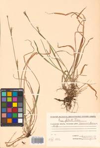 Carex vaginata var. petersii (C.A.Mey. ex F.Schmidt) Akiyama, Siberia, Chukotka & Kamchatka (S7) (Russia)
