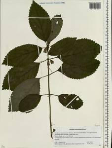 Melittis melissophyllum subsp. carpatica (Klokov) P.W.Ball, Eastern Europe, Belarus (E3a) (Belarus)
