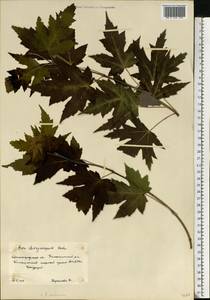 Acer saccharum, Eastern Europe, Lower Volga region (E9) (Russia)