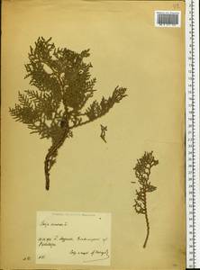 Platycladus orientalis (L.) Franco, Eastern Europe, Central region (E4) (Russia)