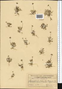 Ceratocephala falcata (L.) Cramer, Middle Asia, Syr-Darian deserts & Kyzylkum (M7) (Kazakhstan)