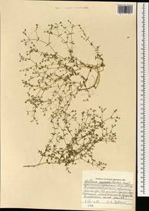 Mesostemma gypsophiloides (Fenzl) M. T. Sharples & E. A. Tripp, Mongolia (MONG) (Mongolia)