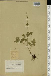 Thalictrum, Eastern Europe, Eastern region (E10) (Russia)