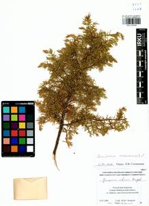 Juniperus communis L., Siberia, Baikal & Transbaikal region (S4) (Russia)