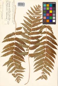 Osmundastrum cinnamomeum subsp. asiaticum (Fern.) Fraser-Jenkins, Siberia, Russian Far East (S6) (Russia)