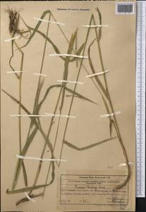 Elymus drobovii (Nevski) Tzvelev, Middle Asia, Western Tian Shan & Karatau (M3) (Uzbekistan)