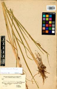 Carex vesicata Meinsh., Siberia, Baikal & Transbaikal region (S4) (Russia)