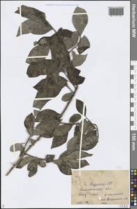 Salix, Middle Asia, Caspian Ustyurt & Northern Aralia (M8) (Kazakhstan)