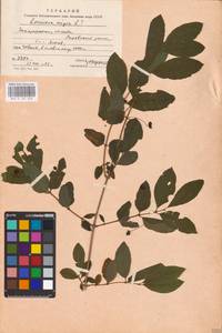 Lonicera nigra L., Eastern Europe, West Ukrainian region (E13) (Ukraine)