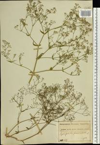 Gypsophila paniculata L., Eastern Europe, Central forest-and-steppe region (E6) (Russia)