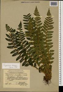 Polystichum braunii (Spenn.) Fée, Caucasus, Stavropol Krai, Karachay-Cherkessia & Kabardino-Balkaria (K1b) (Russia)