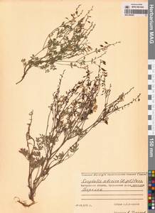 Corydalis sibirica (L.fil.) Pers., Siberia, Chukotka & Kamchatka (S7) (Russia)