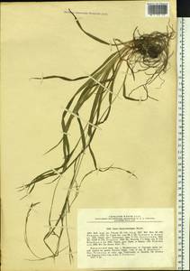 Carex bostrychostigma Maxim., Siberia, Russian Far East (S6) (Russia)