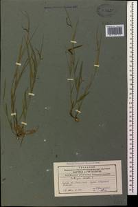 Lathyrus nissolia L., Caucasus, Azerbaijan (K6) (Azerbaijan)