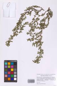 Amaranthus blitoides S.Watson, Eastern Europe, Moscow region (E4a) (Russia)