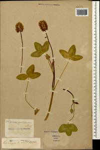 Trifolium ambiguum M.Bieb., Caucasus, Stavropol Krai, Karachay-Cherkessia & Kabardino-Balkaria (K1b) (Russia)