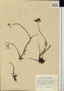 Phedimus spurius subsp. spurius, Eastern Europe, Moscow region (E4a) (Russia)