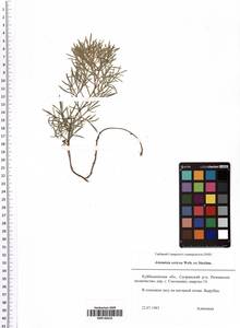 Artemisia sericea (Besser) Weber, Eastern Europe, Middle Volga region (E8) (Russia)