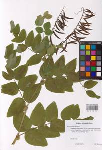Galega orientalis Lam., Eastern Europe, Central region (E4) (Russia)