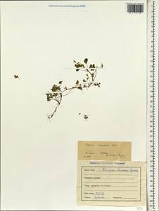 Oxalis corniculata L., South Asia, South Asia (Asia outside ex-Soviet states and Mongolia) (ASIA) (India)