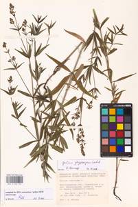 Galium rubioides L., Eastern Europe, Lower Volga region (E9) (Russia)