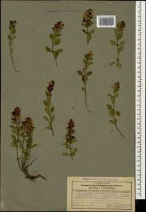 Teucrium chamaedrys L., Caucasus, Dagestan (K2) (Russia)