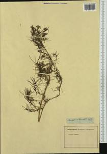Amaranthaceae, Western Europe (EUR) (Not classified)