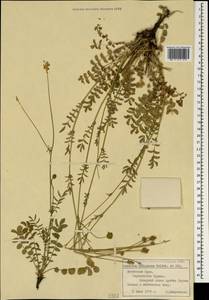 Poterium sanguisorba subsp. polygamum (Waldst. & Kit.) Asch. & Graebn., Crimea (KRYM) (Russia)