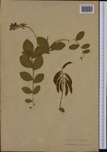 Lathyrus japonicus subsp. maritimus (L.)P.W.Ball, Eastern Europe, North-Western region (E2) (Russia)