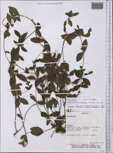 Wedelia montevidensis (Spreng.) B.L. Turner, America (AMER) (Paraguay)