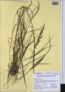 Calamagrostis villosa (Chaix) J.F.Gmel., Western Europe (EUR) (Italy)