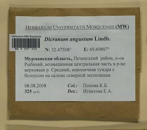Dicranum angustum Lindb., Bryophytes, Bryophytes - Karelia, Leningrad & Murmansk Oblasts (B4) (Russia)