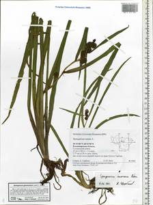 Sparganium glomeratum (Laest. ex Beurl.) Beurl., Eastern Europe, Central region (E4) (Russia)