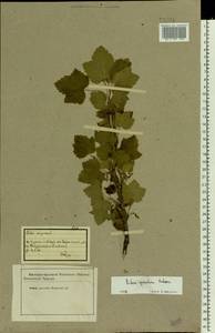 Ribes spicatum, Eastern Europe, Eastern region (E10) (Russia)
