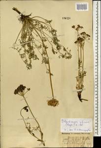 Phlojodicarpus sibiricus (Stephan ex Fisch.) Koso-Pol., Mongolia (MONG) (Mongolia)